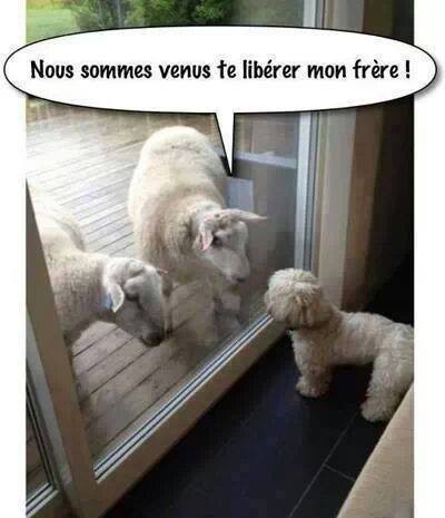 Humour