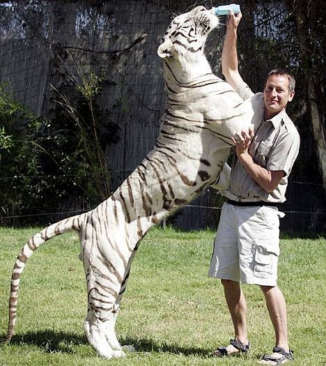 Superbes images de tigres blancs !