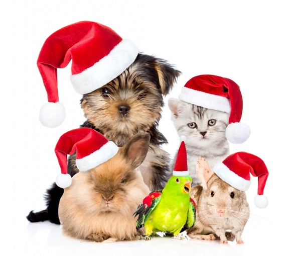 Fond yorkshire chat et lapins Noël !