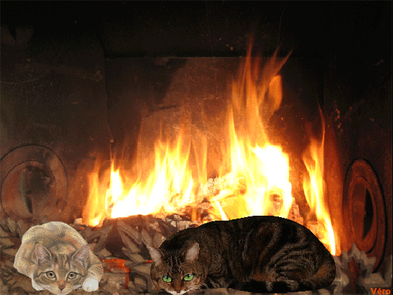 Résultat de recherche d'images pour "chat bien au chaud gif"