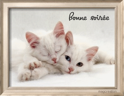 RÃ©sultat de recherche d'images pour "images bonne soirÃ©e chats bisous"