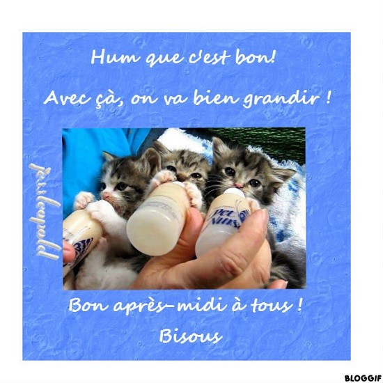 Les chats