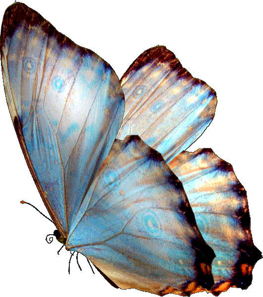 Résultat d’images pour gif papillon